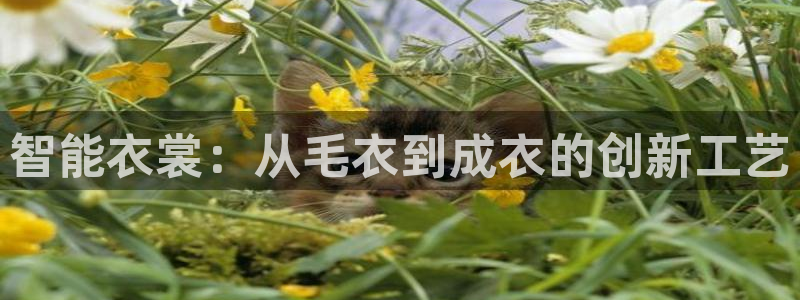 天辰娱乐股票